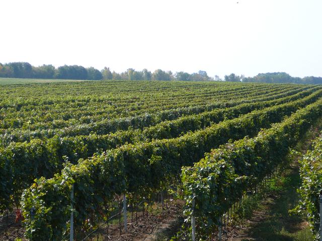 Blaho Winery