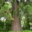 Riesenmammutbaum im Park 