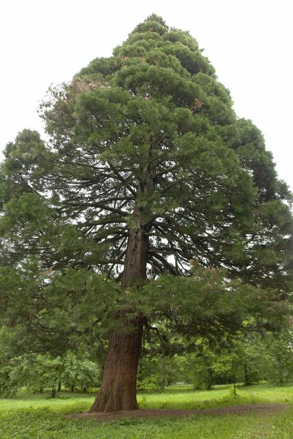 Riesenmammutbaum im Park